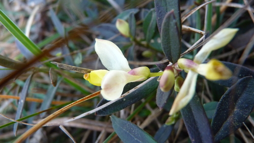 Shrubby milkwort (Polygaloides chamaebuxus)