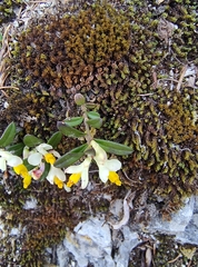 Shrubby milkwort (Polygaloides chamaebuxus)