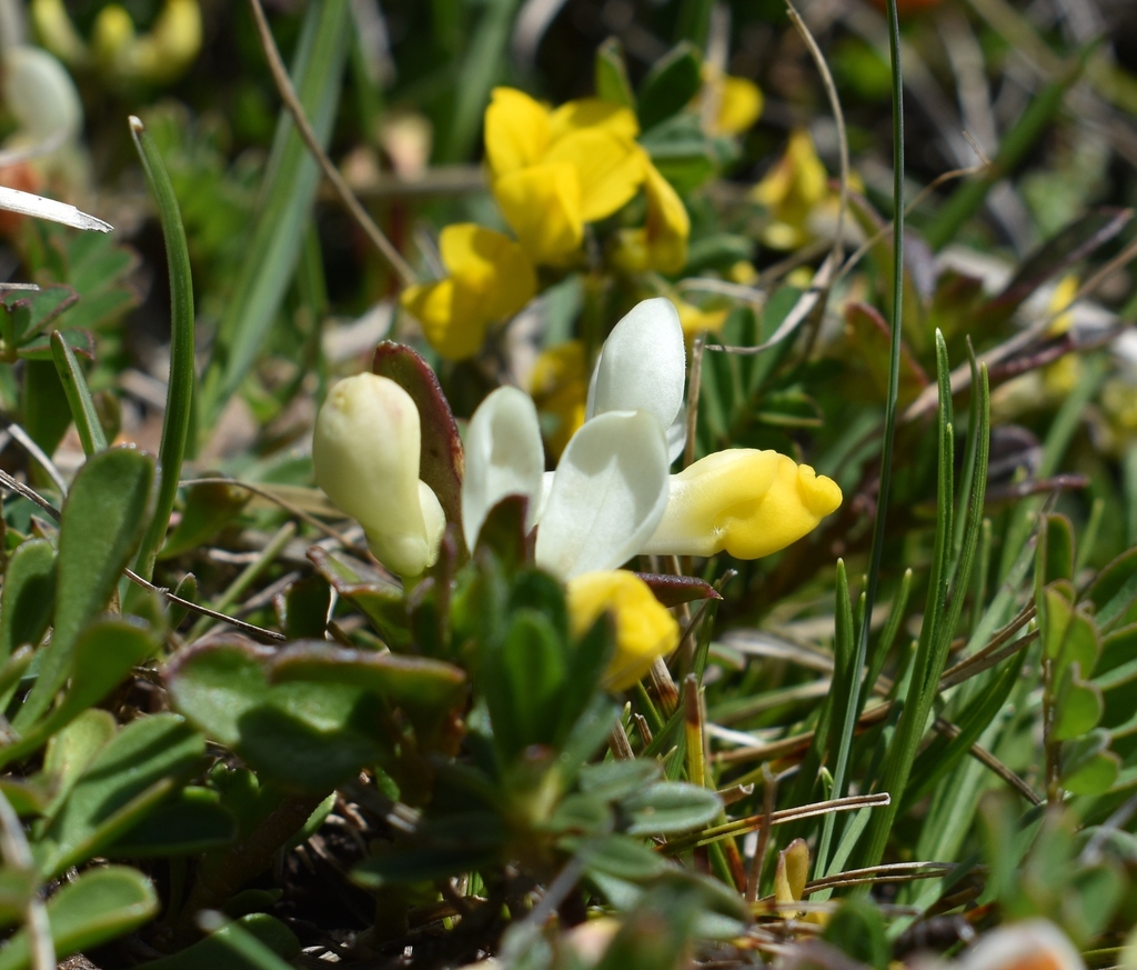 Shrubby milkwort (Polygaloides chamaebuxus)