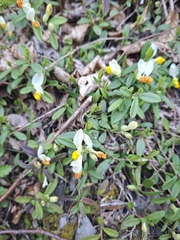 Shrubby milkwort (Polygaloides chamaebuxus)