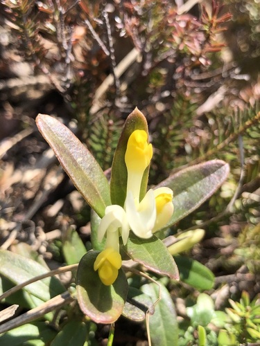 Shrubby milkwort (Polygaloides chamaebuxus)