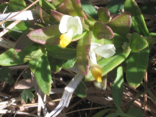 Shrubby milkwort (Polygaloides chamaebuxus)