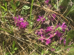 Gaywings (Polygaloides paucifolia)