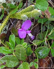 Gaywings (Polygaloides paucifolia)