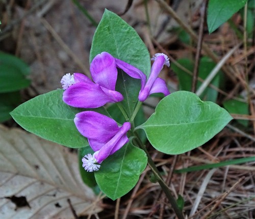 Gaywings (Polygaloides paucifolia)