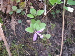 Gaywings (Polygaloides paucifolia)