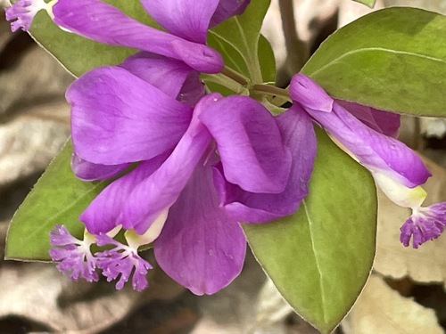 Gaywings (Polygaloides paucifolia)