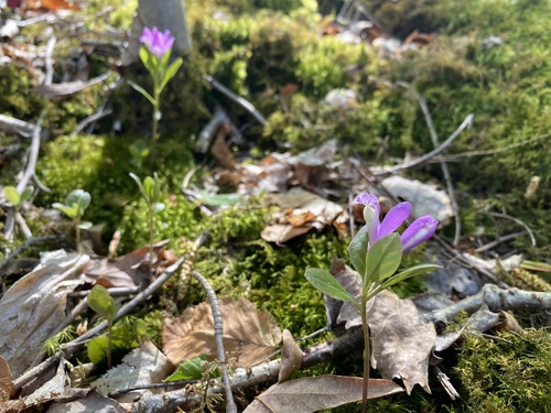Gaywings (Polygaloides paucifolia)
