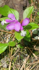 Gaywings (Polygaloides paucifolia)