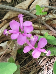 Gaywings (Polygaloides paucifolia)