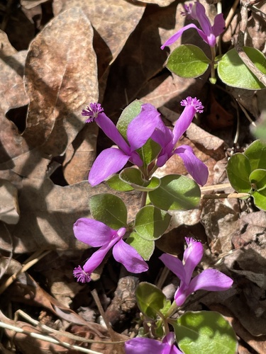 Gaywings (Polygaloides paucifolia)