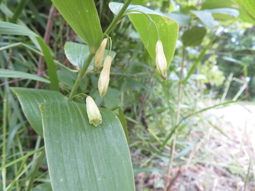 Smooth Solomon's seal (Polygonatum biflorum)