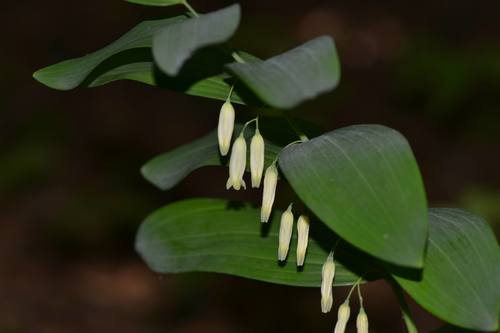 Smooth Solomon's seal (Polygonatum biflorum)