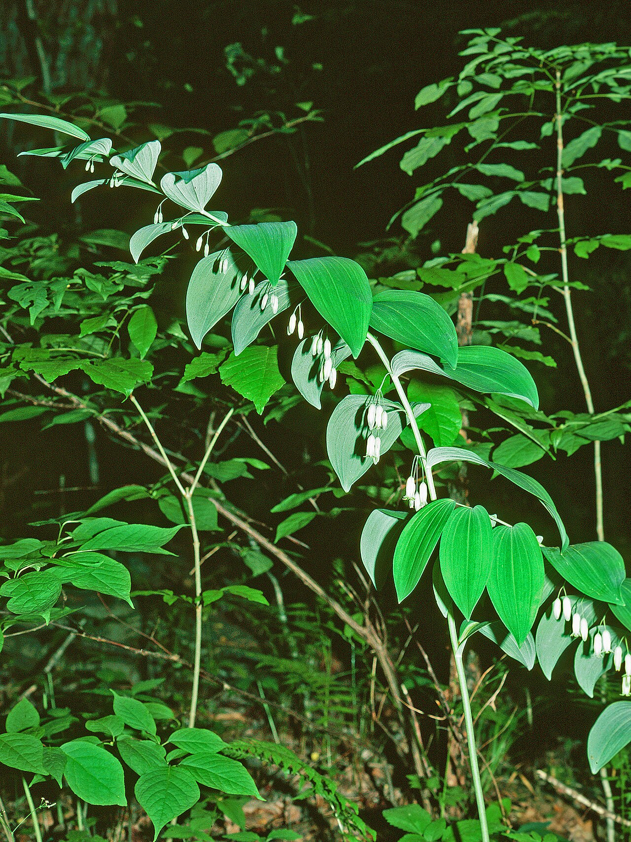 Smooth Solomon's seal: smooth Solomon's seal Polygonatum biflorum (Walt.) Ell. Descriptor: Plant(s) Image type: Field Image location: Great Smoky Mountains National Park, Tennessee, U