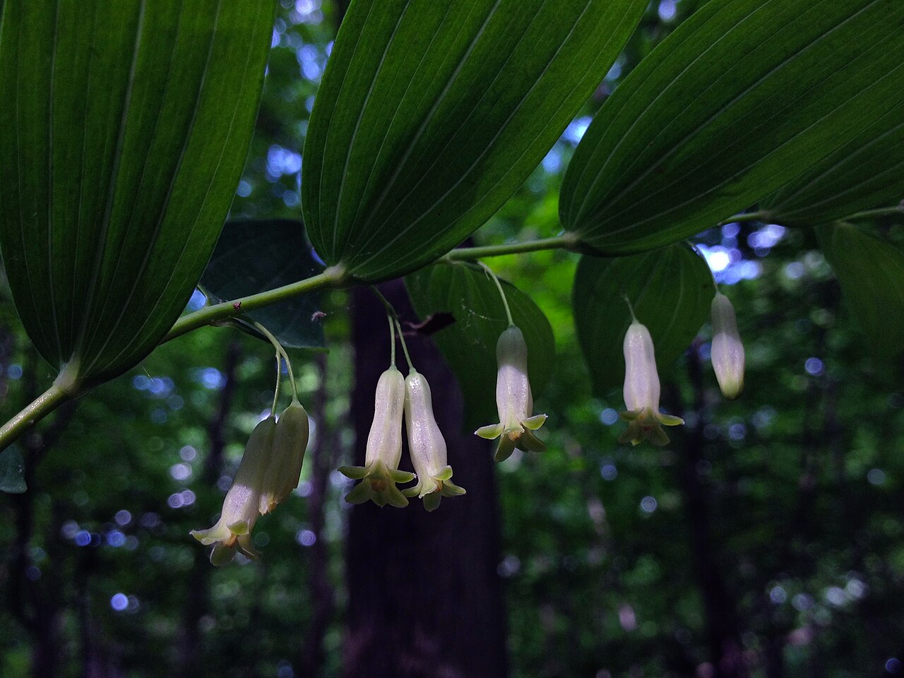 Smooth Solomon's seal: Photo of Polygonatum biflorum in flower. This is a native plant growing wild in Fairfax county Virginia, USA. This species is a member of the Asparagaceae famil