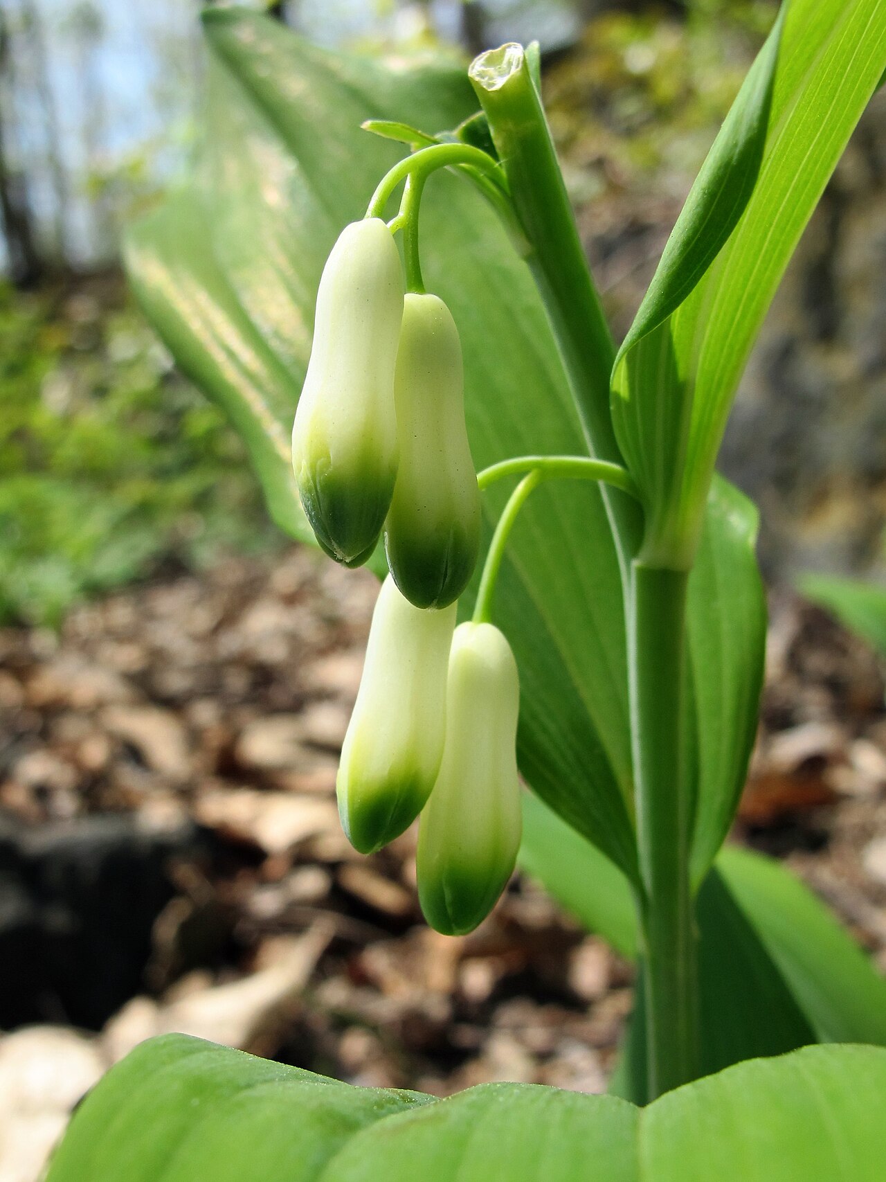 Smooth Solomon's seal: Polygonatum biflorum , Highbridge Park, Manhattan, New York City, New York, USA