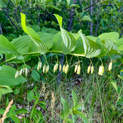 Smooth Solomon's seal (Polygonatum biflorum)