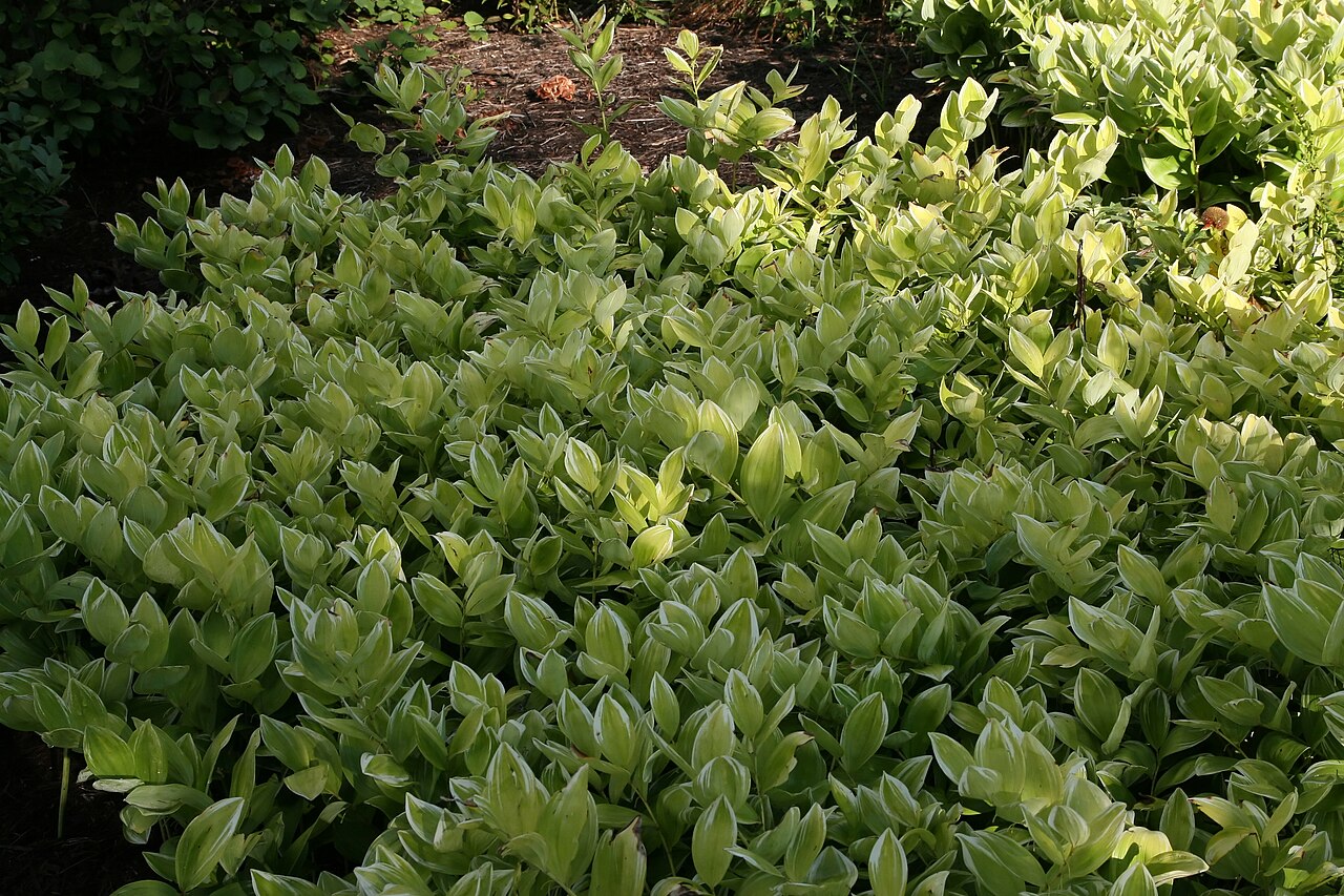 Smooth Solomon's seal: Location taken: North Carolina Arboretum, Asheville, NC. Names: Polygonatum biflorum (Walter) Elliott, American Solomon´s-Seal, common Solomon's seal, Giant Sol