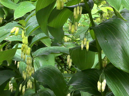 Smooth Solomon's seal (Polygonatum biflorum)