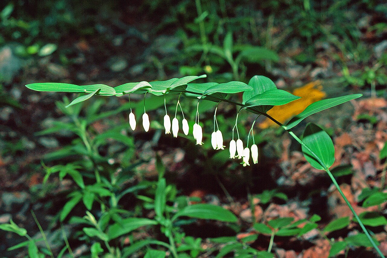 Smooth Solomon's seal: smooth Solomon's seal Polygonatum biflorum (Walt.) Ell. Descriptor: Plant(s) Image type: Field Image location: Alabama, United States