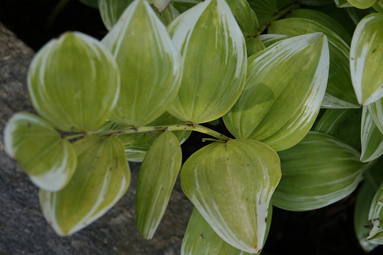 Smooth Solomon's seal: Location taken: the United States National Arboretum, Washington D.C.. Names: Polygonatum biflorum (Walter) Elliott, American Solomon´s-Seal, common Solomon's s