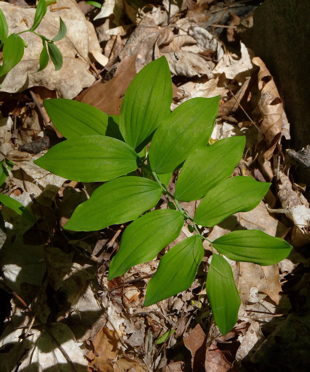 Smooth Solomon's seal: Polygonatum biflorum — Smooth Solomon's-seal, great Solomon's-seal. On Sourland Mountain , within the Sourland Mountain Preserve , in the Appalachians of wester