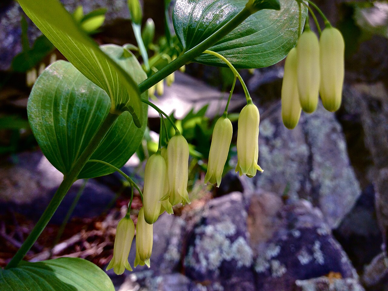 Smooth Solomon's seal: Photo of Polygonatum biflorum in flower. This is a native plant growing wild in the C & O Canal National Historical Park, Montgomery county Maryland, USA. This