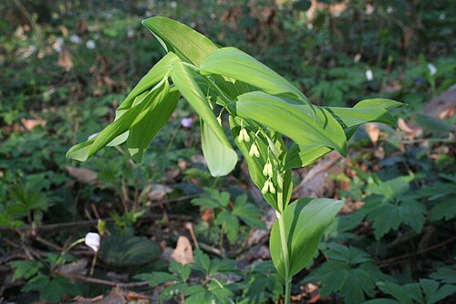 Solomon's seal: Sceau de Salomon multiflore