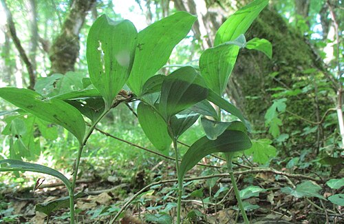 Solomon's seal: Vielblütige Weißwurz oder Wald-Salomonssiegel ( Polygonatum multiflorum ) im Meerwald bei Bübingen