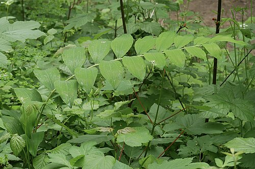 Solomon's seal: Dans le 'Waldhof', Réserve Naturelle Nationale de la Robertsau et de la Wantzenau