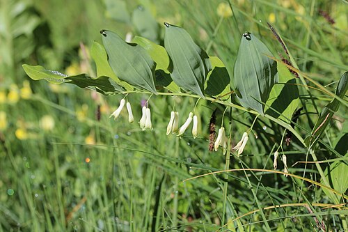 Solomon's seal: Solomon's Seal - Polygonatum multiflorum