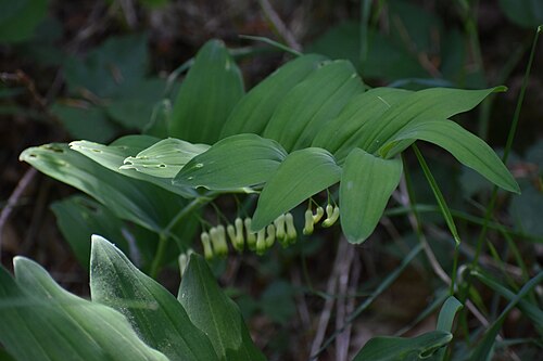 Solomon's seal: Sceau-de-Salomon multiflore (Polygonatum multiflorum) en Forêt domaniale des Soulanes de Nore