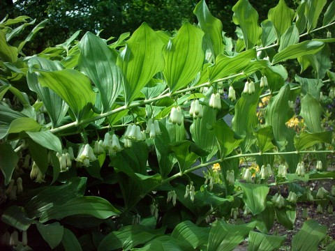 Solomon's seal (Polygonatum multiflorum)