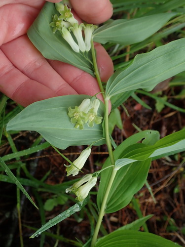 Solomon's seal