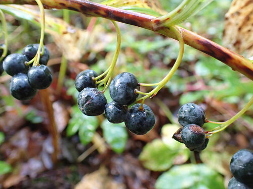 Solomon's seal (Polygonatum multiflorum)