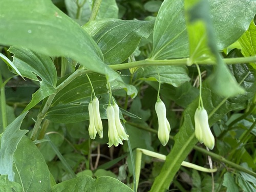 Solomon's seal (Polygonatum multiflorum)