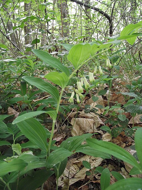 Solomon's seal: Sceau de Salomon multiflore dans la forêt de la Double