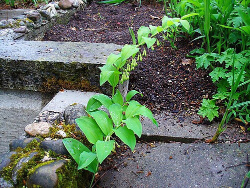 Solomon's seal: Polygonatum multiflorum , Ruscaceae, Solomon's-seal, David's-harp, Ladder-to-heaven, habitus. Stuttgart, Germany.