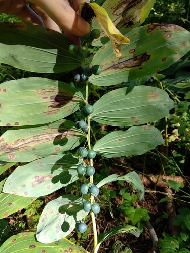 Solomon's seal (Polygonatum multiflorum)