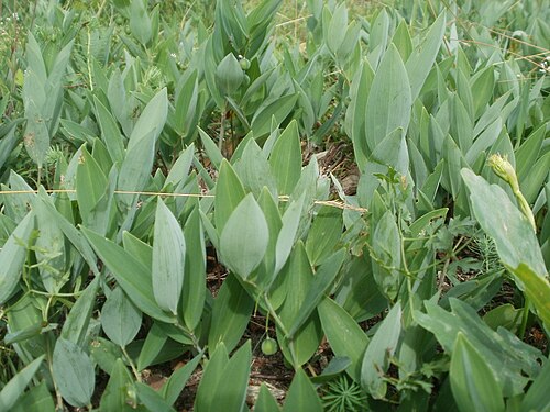 Angular Solomon's seal: Echtes Salomonssiegel ( Polygonatum odoratum ) auf dem Feldherrenhügel