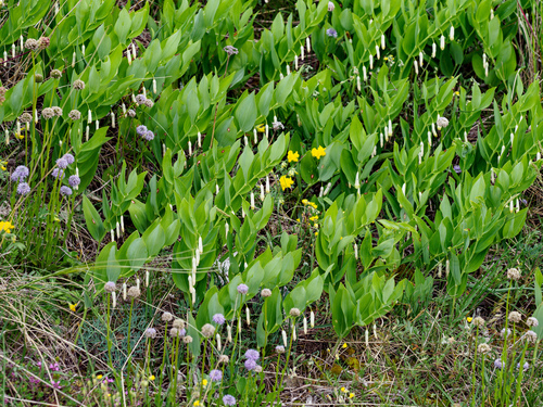 Angular Solomon's seal (Polygonatum odoratum)