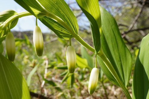 Angular Solomon's seal (Polygonatum odoratum)