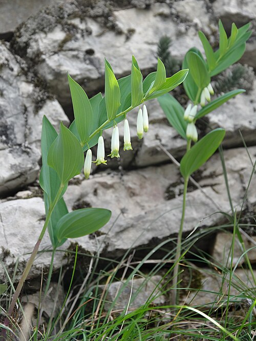 Angular Solomon's seal: Angular Solomon's-seal ( Polygonatum odoratum var. odoratum ), near Sainte-Enimie, in the Gorges du Tarn, Lozère, France.