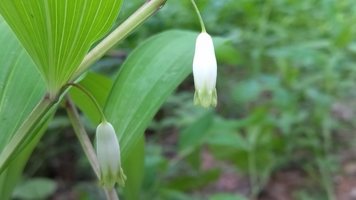Angular Solomon's seal (Polygonatum odoratum)