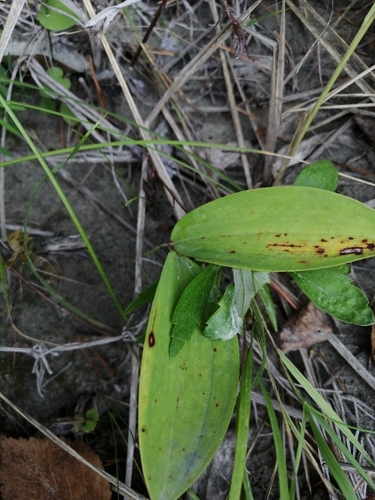 Angular Solomon's seal (Polygonatum odoratum)