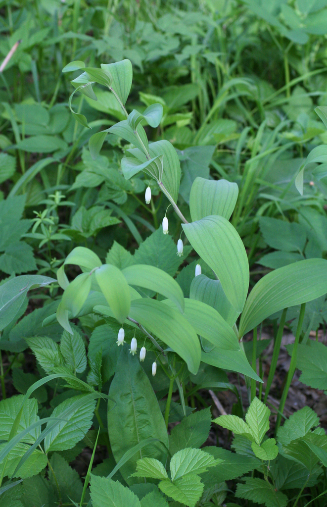 Angular Solomon's seal (Polygonatum odoratum)
