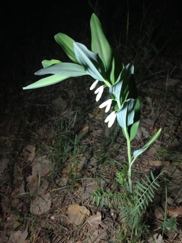 Angular Solomon's seal (Polygonatum odoratum)