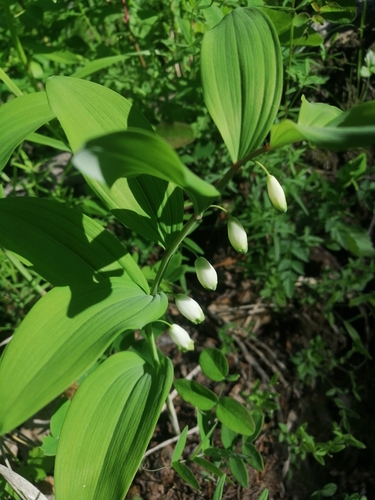Angular Solomon's seal (Polygonatum odoratum)