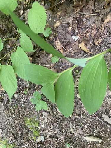 Angular Solomon's seal (Polygonatum odoratum)