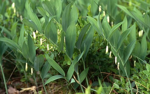 Angular Solomon's seal: Echtes Salomonssiegel ( Ploygonatum odoratum ) im Blühaspekt. In Niedersachsen lt. Roter Liste "Stark gefährdet". Die Art wird oft mit der wesentlich häufigeren